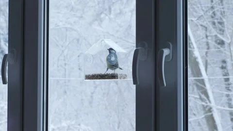 Winter Bird on Transparent Feeder, Concept of Gentle Care Stock Footage 344882102