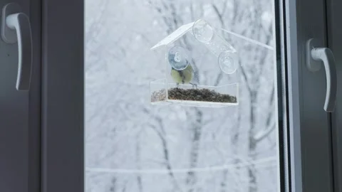 Winter Bird on Window Feeder, Concept of Quiet Observation Видео 336470227