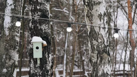 In winter, a birdhouse hangs on the trunk of a tree. A bird house in winter Stock Footage 335817335