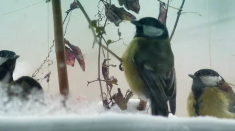 Winter birds 003 Stock Footage 588363