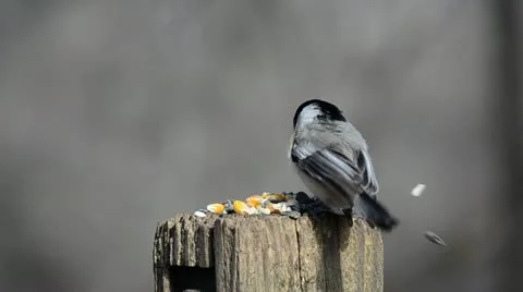 Winter Birds 2 Stock Footage 21348185