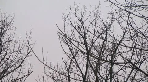 Winter birds - closest shot 스톡 동영상 12730596
