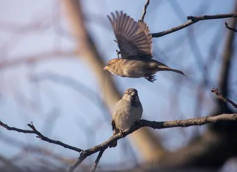 Winter birds Stock Photos