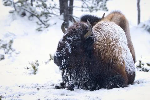 Winter Bison Resting in Snow Foto stock