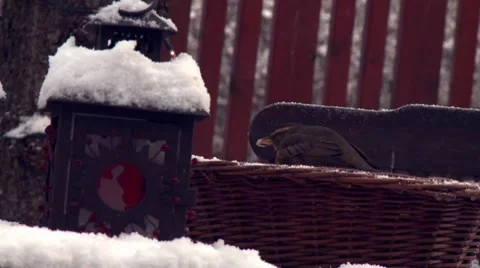 Winter blackbird flies off Stock Footage 8742971