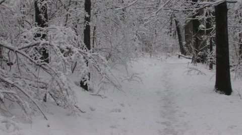 Winter Blast Vídeos de archivo 448262