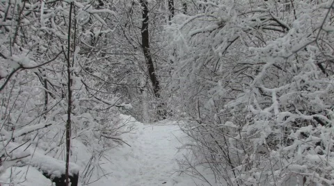 Winter Blast 動画素材 448270