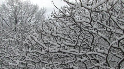 Winter Blast Video stock 453594