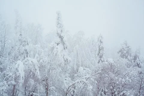 Winter blizzard in the driving north empty road landscape with white trees an Stock Photos