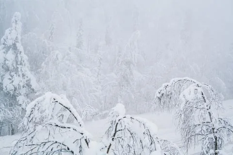 Winter blizzard in the driving north empty road landscape with white trees an Stock Photos
