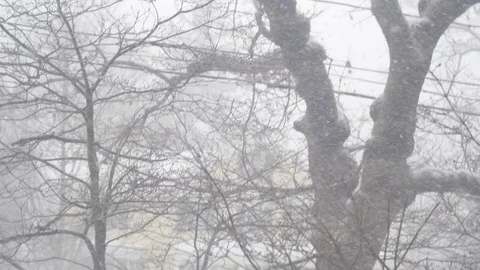 Winter Blizzard Stock Footage 83841069