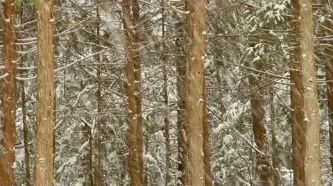 Winter, blizzard in the park.  Stock Footage 21315466