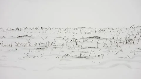 Winter blizzard sweeps treeless snowy plain - Treeless Prairie and Winter Steppe Stock Footage 339943446