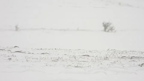 Winter blizzard sweeps treeless snowy plain - Treeless Prairie and Icy Weather Stock Footage 339943558