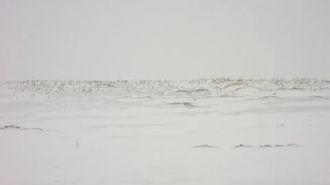 Winter blizzard sweeps treeless snowy plain - Icy Weather and Subzero Climate Stock Footage 339943733