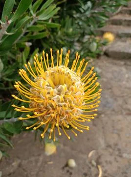 Winter bloom Stock Photos