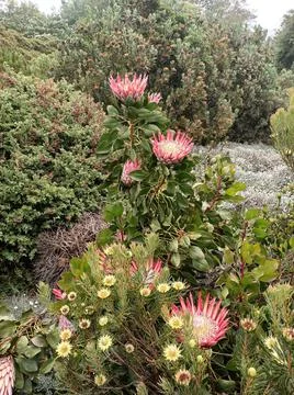 Winter bloom Stock Photos