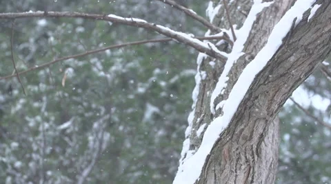 Winter - Blowing Powder in Slow Motion Stock-Footage 59682082