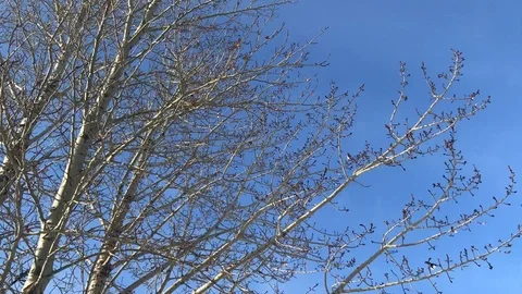 Winter Blue Sky With Tree Branches Stock Footage 122051821