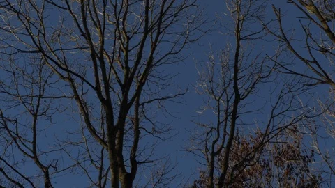 Winter Blue Sky &amp; Trees Video stock 100411382