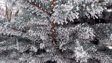 Winter-blue-spruce-snow-video-1 Stock Footage 341983535