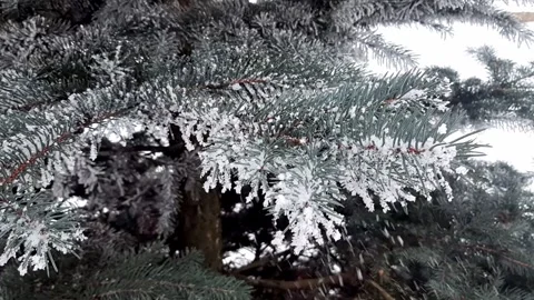 Winter-blue-spruce-snow-video-2 Stock Footage 341983541