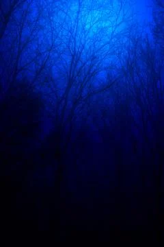 Winter blue trees Stock Photos