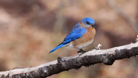 Winter Bluebird Video stock 233376725