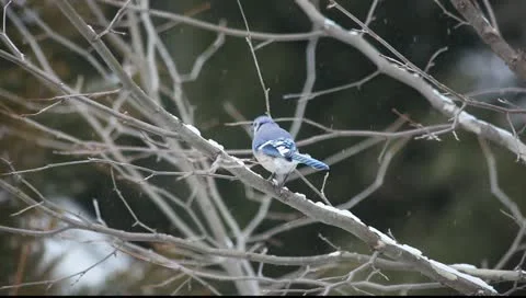 Winter bluejay Video stock 11123049