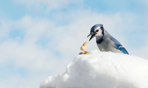 Winter bluejay. Stock Photos