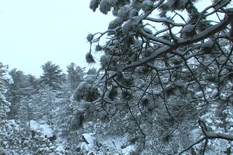 Winter in the Boreal Forest Video stock 2200894