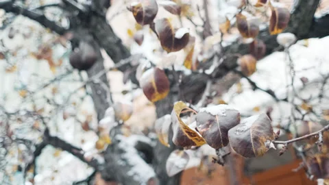 Winter brances subtely moved by wind with snow and foliage Stock Footage 147925737