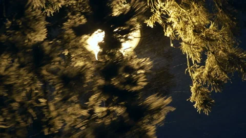 Winter branch evening 動画素材 101062795