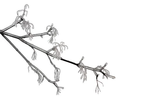 Winter branch Stock Photos