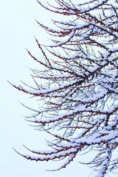 Winter branch Stock Photos