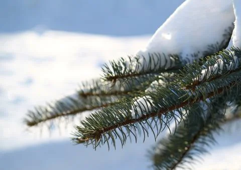 Winter branch of pine Stock Photos