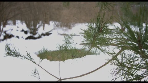 Winter branch in snow 스톡 동영상 94724324