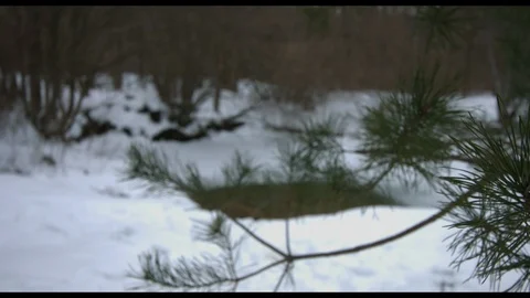 Winter branch in snow Video stock 94724348