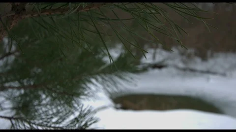Winter branch in snow Видео 94724351