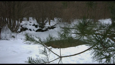 Winter branch in snow 動画素材 94724445