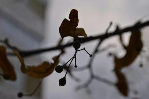 Winter branch of a tree with buds 写真素材