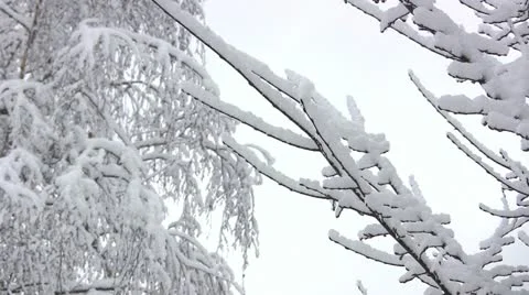 Winter branch of a tree close-up Stock Footage