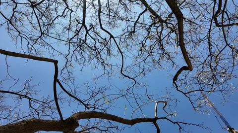 Winter Branches Against Blue Sky Stock Footage 289445706