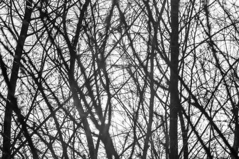 Winter branches on a background of sky and sun rays in black and white, monoc Stock Photos