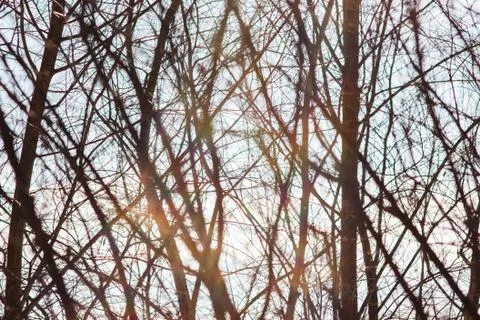 Winter branches on the background of sky and sun rays Stock Photos