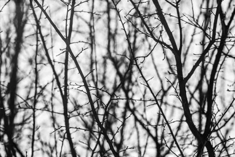 Winter branches on a background of sky and sun rays in black and white, monoc Stock Photos