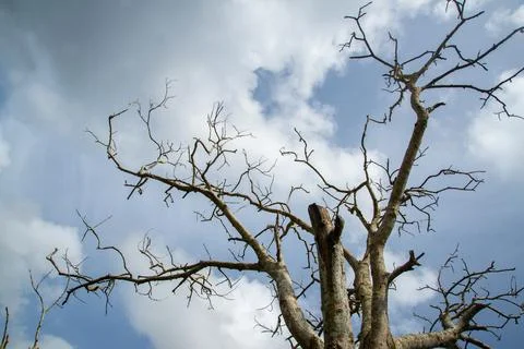 Winter branches - Bare branches of a tree closeup photography Stock Photos