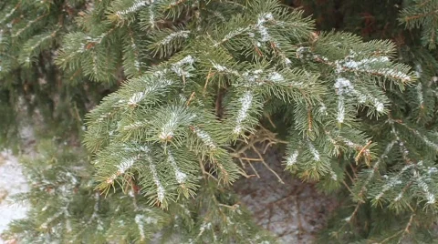 Winter Branches Closeup Video Stock Footage 592549