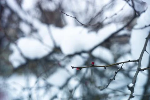 Winter branches covered with snow Stock Photos