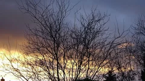 Winter Branches Evening Sunset Stock Footage 18174592